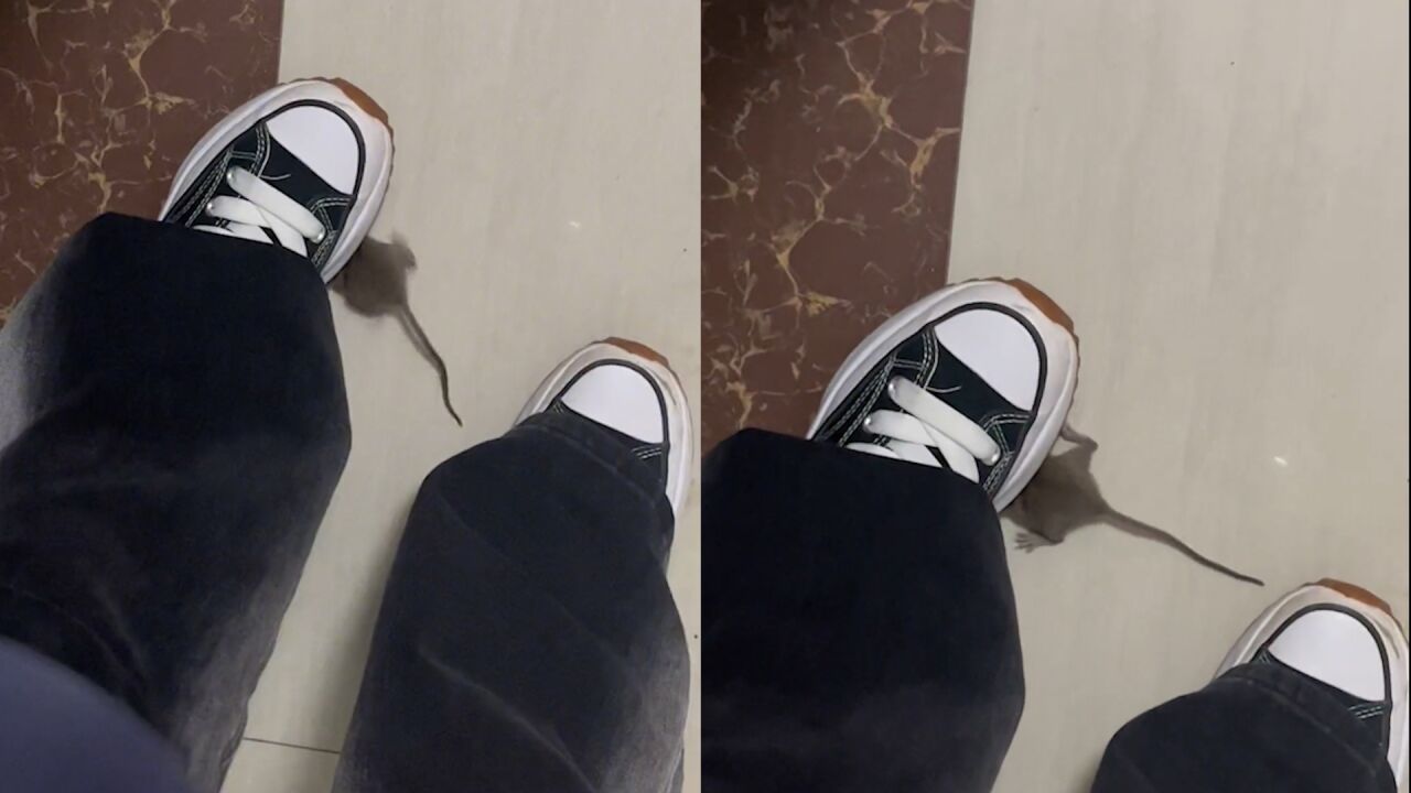 女子无意间一脚踩中老鼠吓出颤音 老鼠:该喊救命的是我吧