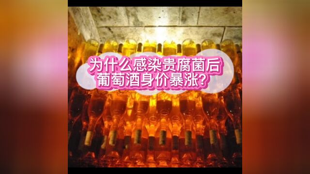 为什么感染贵腐菌的葡萄酒身价暴涨?