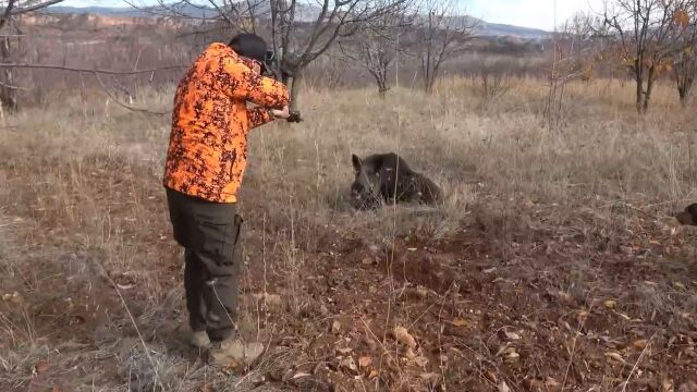 纪录片:野猪竟然会走位?躲过猎人多发子弹,带领野猪群全部逃跑