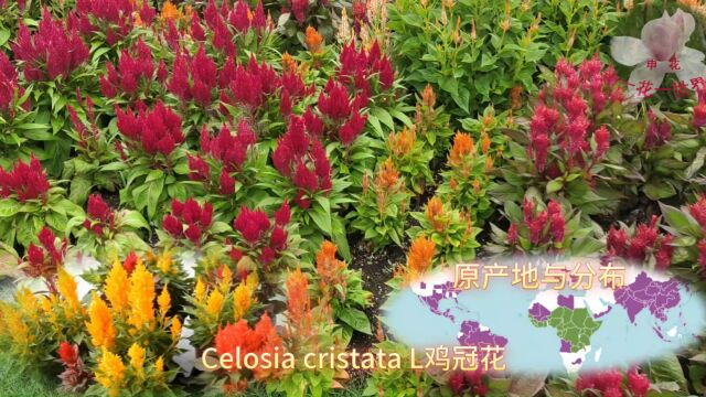 Celosia cristata L鸡冠花