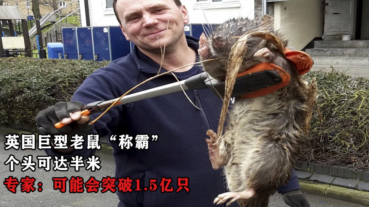 英国被巨型老鼠"称霸",个头可达半米,专家:可能会突破1.5亿只