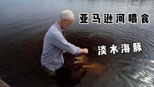 河中巨怪：杰里米去亚马逊河钓食人鱼，不料遇见淡水海豚！