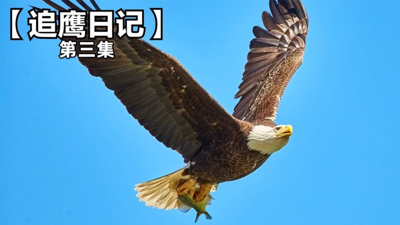 幼鹰被哥推下悬崖，历经磨难，逆袭成一代鹰王第三集_高清1080P在线观看平台_腾讯视频