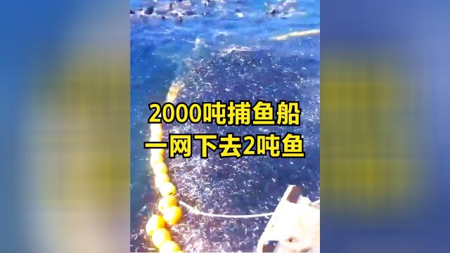 2000吨现代远洋捕鱼船,一网下去捞鱼2吨多,出海一趟狂赚500万?