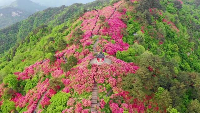 何须名苑看春风,一路山花不负侬.日日锦江呈锦样,清溪倒照映山红.良辰佳期,寻杜娟花开遍野