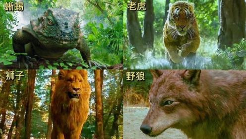 四种不同类型的森林之王，你觉得哪个最凶猛？猛虎下山谁能抵抗？#猛兽 #野生动物 #史前巨兽 #猫科动物