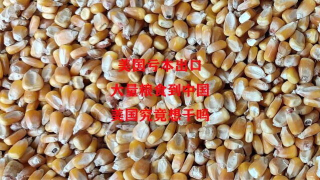 美国“亏本”出口,大量粮食到我国,美国究竟想干吗