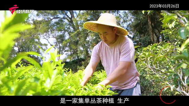 《广东新风采》| 筑牢茶产业根基 助力乡村振兴 —— 潮安区粗香之家茶庄