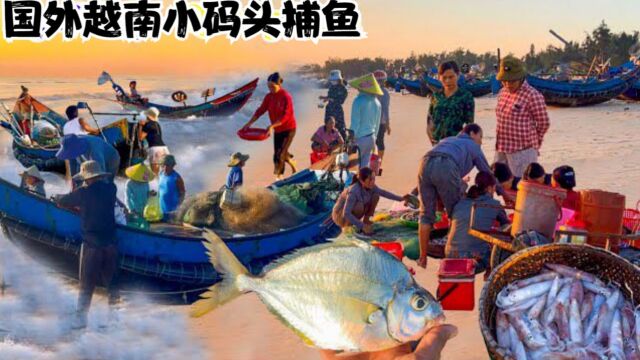 国外海鲜码头,当地渔民捕捞各种螃蟹鱼,让大家见识一下品类繁多