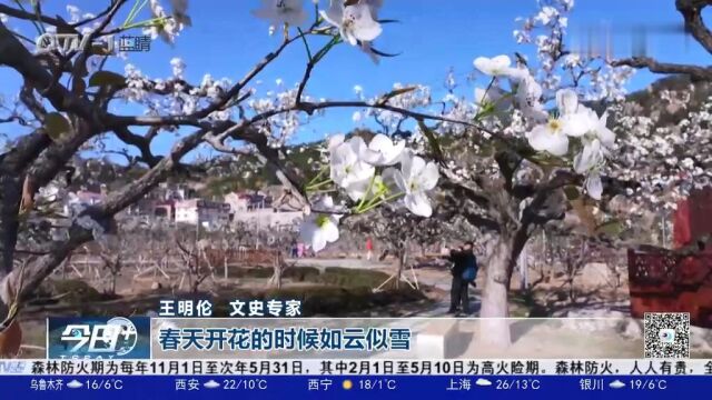 打开青岛的春天:百年梨树开花,“登瀛梨雪”美景再现