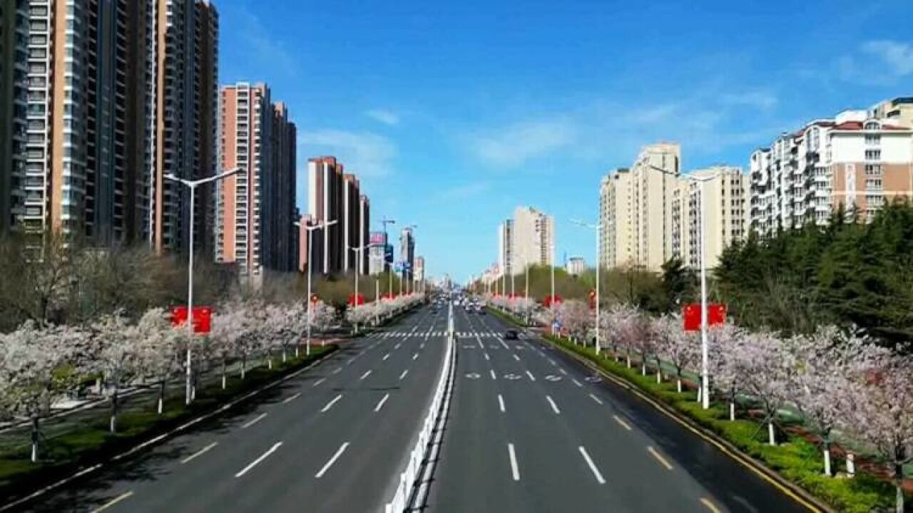 威海世昌大道高新区路段樱花盛开 趁着闲暇时光来一场浪漫的樱花之约