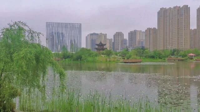 吉安赏花:城南桂竹园睡莲花开成一景#江西吉安 #睡莲盛开