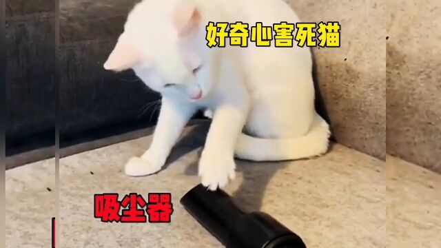 好奇心害死猫.