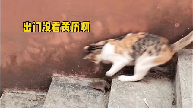 耗子临死也要羞辱猫,值了!#猫和老鼠#搞笑动物配音