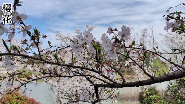 很多人以为樱花是日本的,其实中国才是樱花原产地#樱花