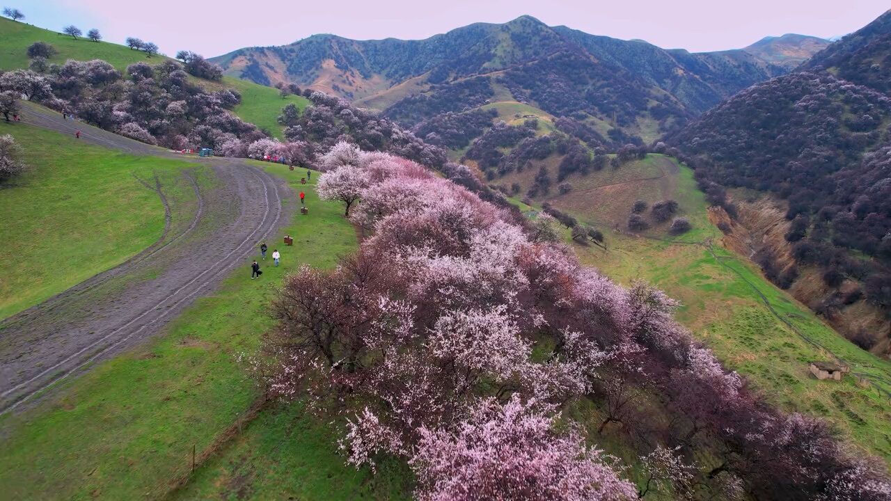 进入四月,新源县那拉提杏花谷3万亩野杏花竞相开放,吸引全国各地的