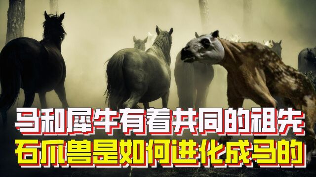 马和犀牛有着共同的祖先,石爪兽,它是如何进化成马的?