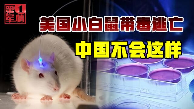 美国小白鼠带毒逃出实验室,专家:这种事情在中国就不会发生