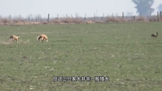 意大利灰狗追击野兔野生动物零距离