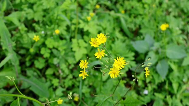 还阳草又名黄瓜菜:花很漂亮,可惜很多人都不认识,你见过吗?