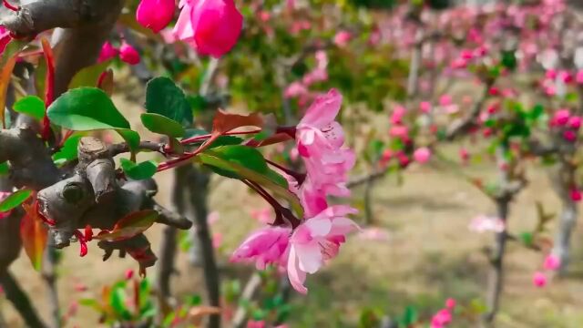 海棠花开,君可缓缓归