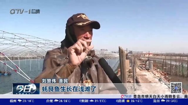 泥滩上守“竹”待鱼,只为那个鲜!小小的蚝艮是如何捕捞的?