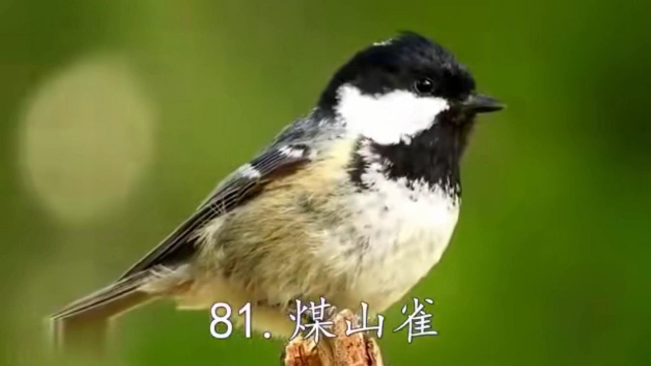100种鸟的叫声,好听又长见识_高清1080P在线观看平台_腾讯视频