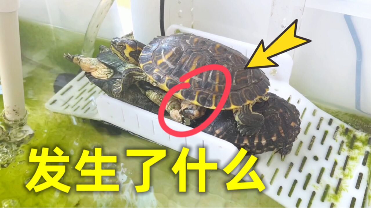养龟人早晨拉开窗帘，看到这一幕傻眼了！_高清1080P在线观看平台_腾讯视频
