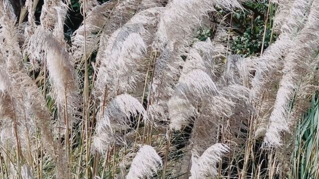 芦花开,秋风起,秋意浓,愿秋色安暖,山河无忧,岁月无恙!