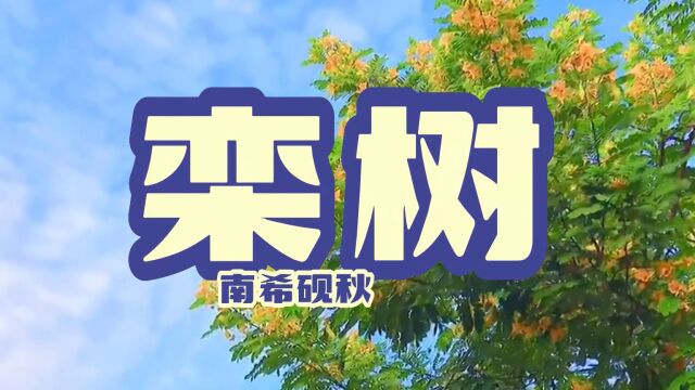 南希砚秋栾树(原创现代诗歌)