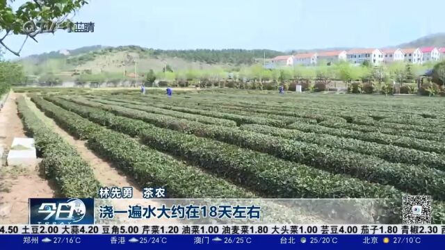 崂山王哥庄:智慧农业,茶田管理用上了高科技