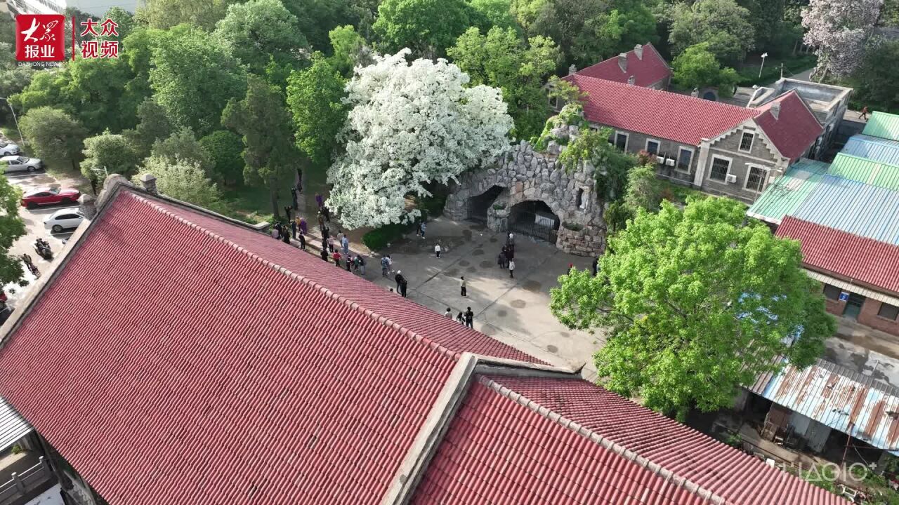 视频丨济宁荩园春色别样美，流苏绣球楸树尽情绽放_高清1080P在线观看平台_腾讯视频