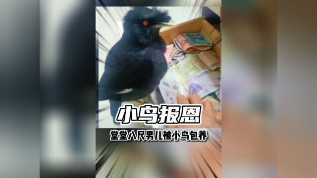 年轻小伙只因救助一只受伤小鸟,没想到却因此提前过上退休生活.