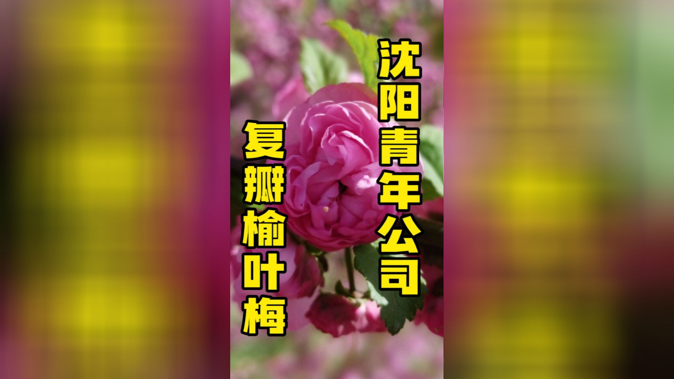 沈阳青年公园的复瓣榆叶梅开得正艳