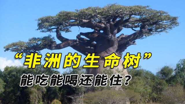 能吃能喝还能住,非洲人眼中的“生命树”,究竟有何特别之处?