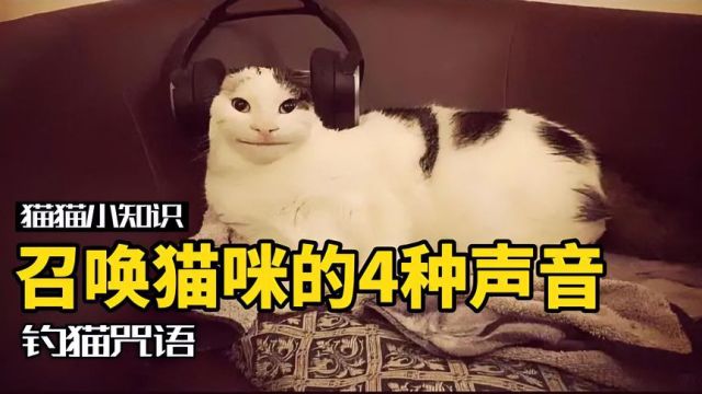 召唤猫咪的4种声音,最后一个慎用