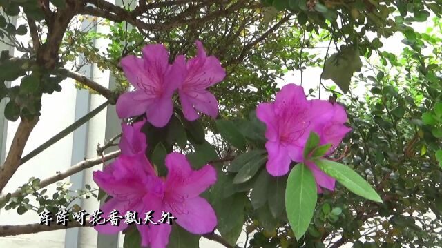 黎里景ⷦœ鹃花开ⷮŠ南社通讯处旧址