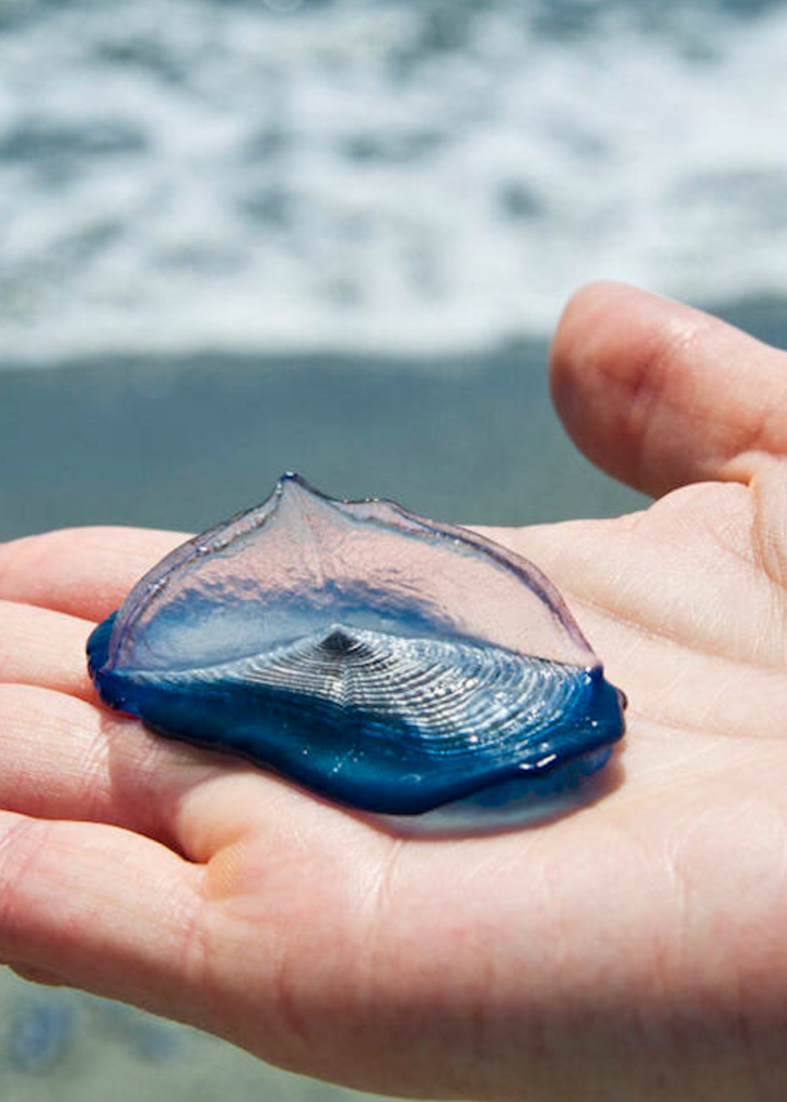 日本海岸现大量有毒水母,被蛰或致休克