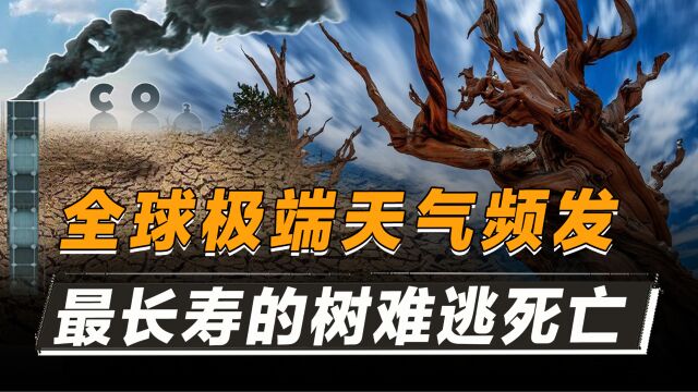 世界最长寿的树难逃“死亡”,已近5000岁,恐怕挺不过今年的高温