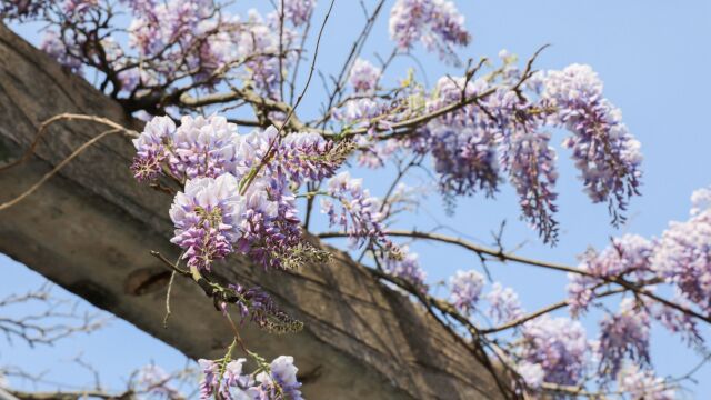 树碑立传丨百遍阅春风,岁古亦峥嵘