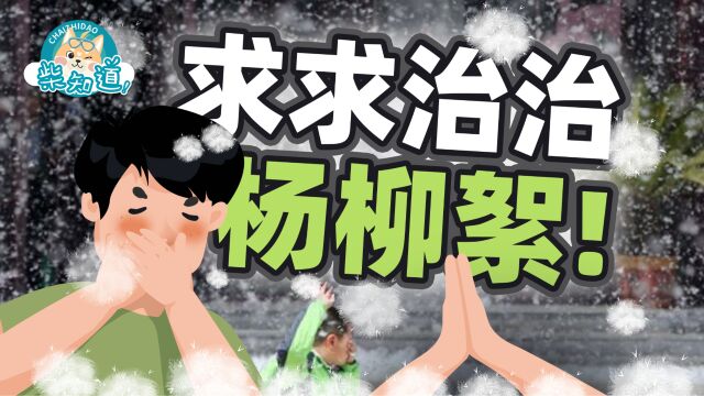 能不能让杨柳絮别飘了?北京咋这么多杨柳树?