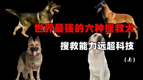 人类灾难救援的最佳伙伴，搜救能力远超科技，常见的六种搜救犬，你是否知道它的品种？（上）