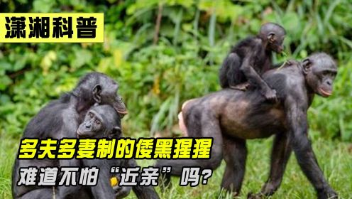 一言不合就交配，还被称为活体小马达，倭黑猩猩为何如此奇葩？