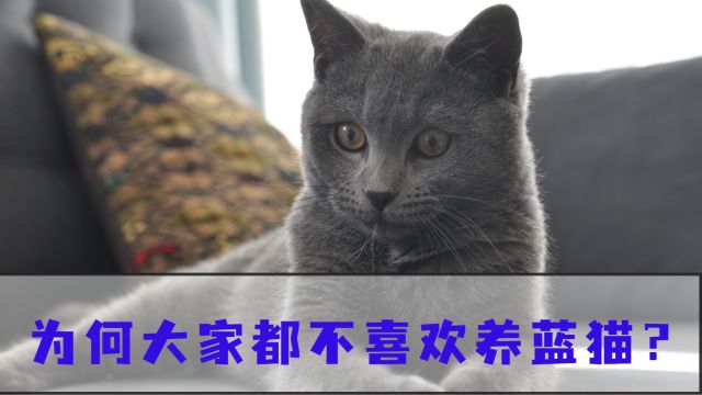 养猫一定不要养蓝猫,这几个缺陷让人太“难受”了!