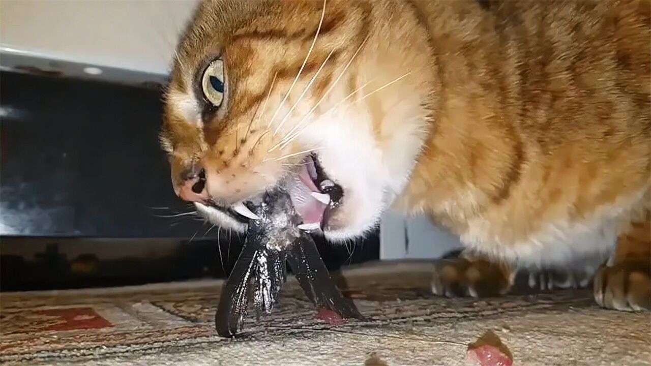 猫吃鱼为何不怕卡到鱼刺,画面放慢100倍,吃鱼的秘密一目了然