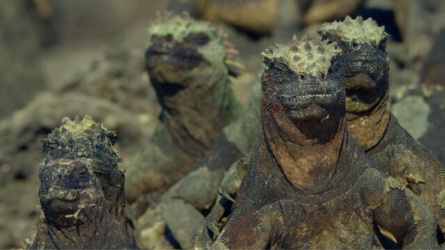 蜥与蛇 加拉帕戈斯 海鬣蜥(Marine iguana)加拉帕戈斯锦蛇(Galapagos racer)