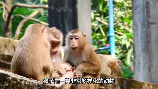 探究猴子:从外形到行为的科学解析