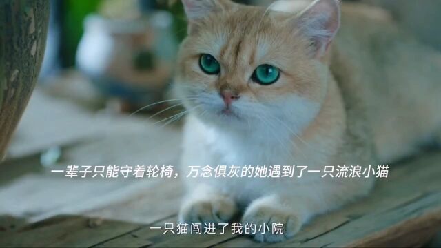 一只猫,一段故事,知人知面不知心!