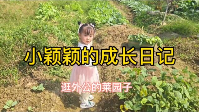 小颖颖的成长日记:在外公的菜园里摘菜