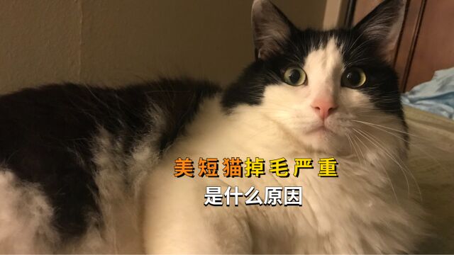 为什么美短猫掉毛这么严重,有4个原因!